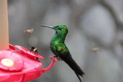 How to make hummingbird food